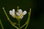 Garlic mustard